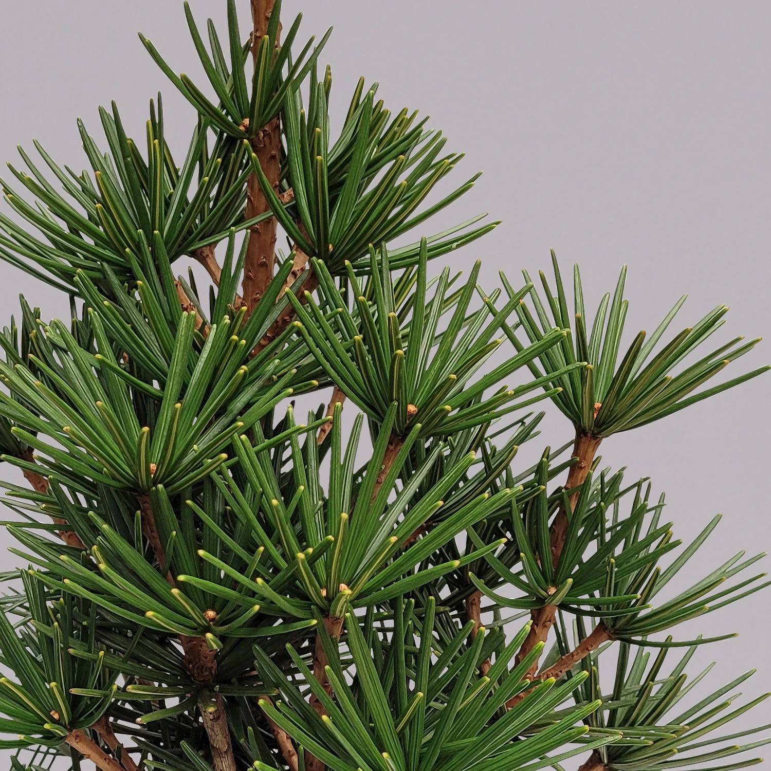 Japanische Schirmtanne 'Beauty Green', Höhe 30-40 Cm, Topf 5 Liter - Image 2