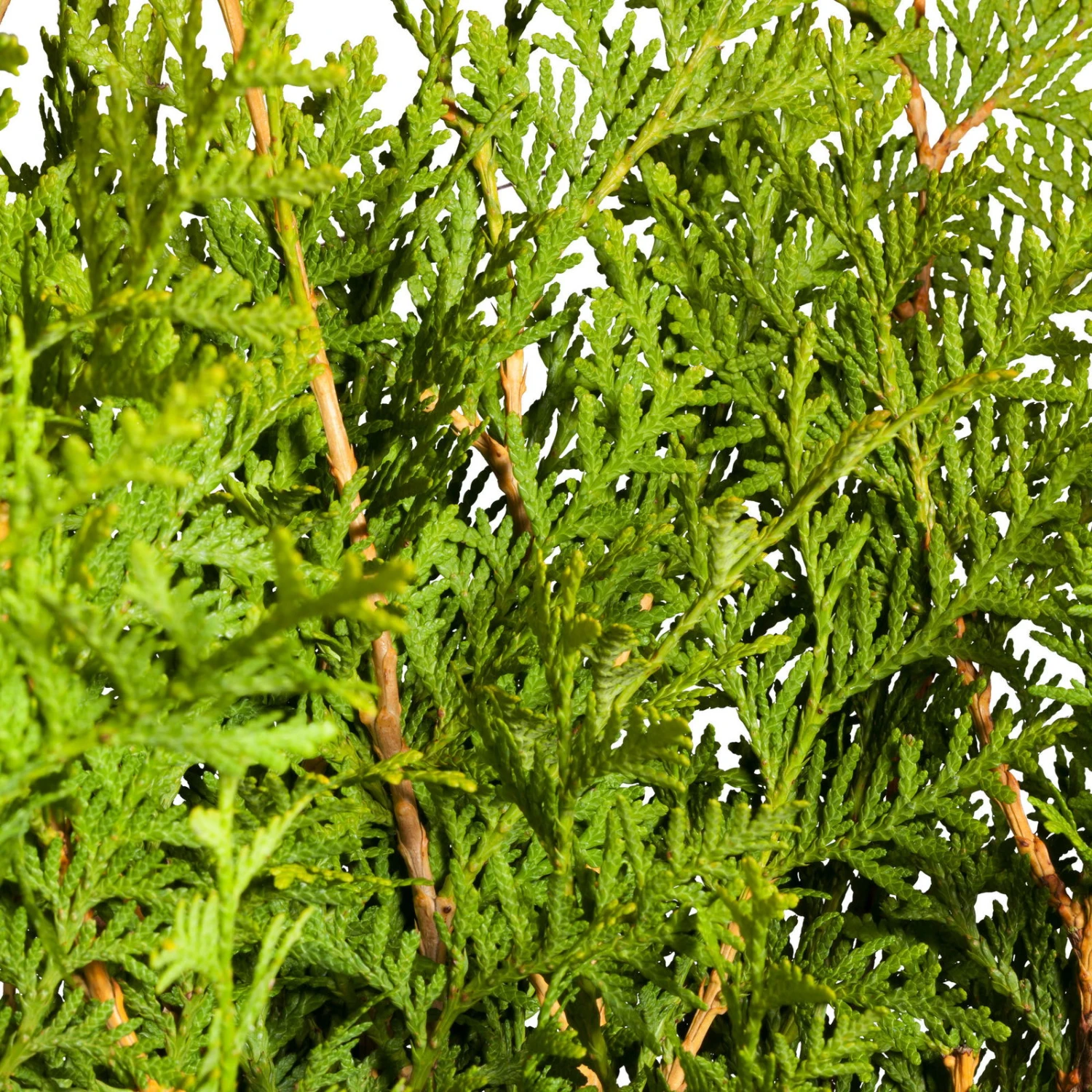 Lebensbaum 'Brabant', 25er-Set, Höhe 100-125 Cm, Topf 12 Liter - Image 2