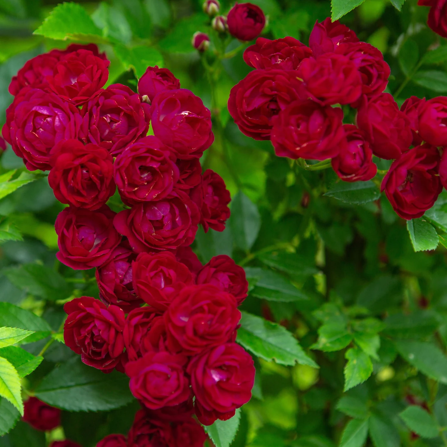 Ramblerrose 'Perennial Domino®', Magentarot, Topf 6 Liter