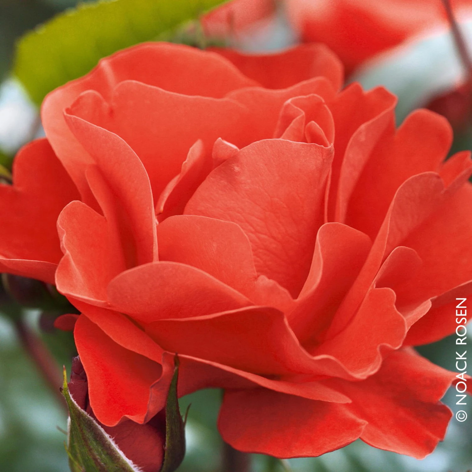 Beetrose 'Westpoint'®, Blutorange, Doppelbogen, Topf 10 Liter - Image 2