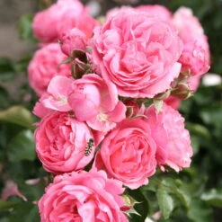 Beetrose 'Moin Moin®', Rosa, Topf 6 Liter