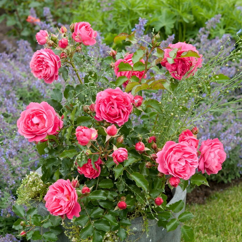 Beetrose 'Moin Moin®', Rosa, Topf 6 Liter - Image 2