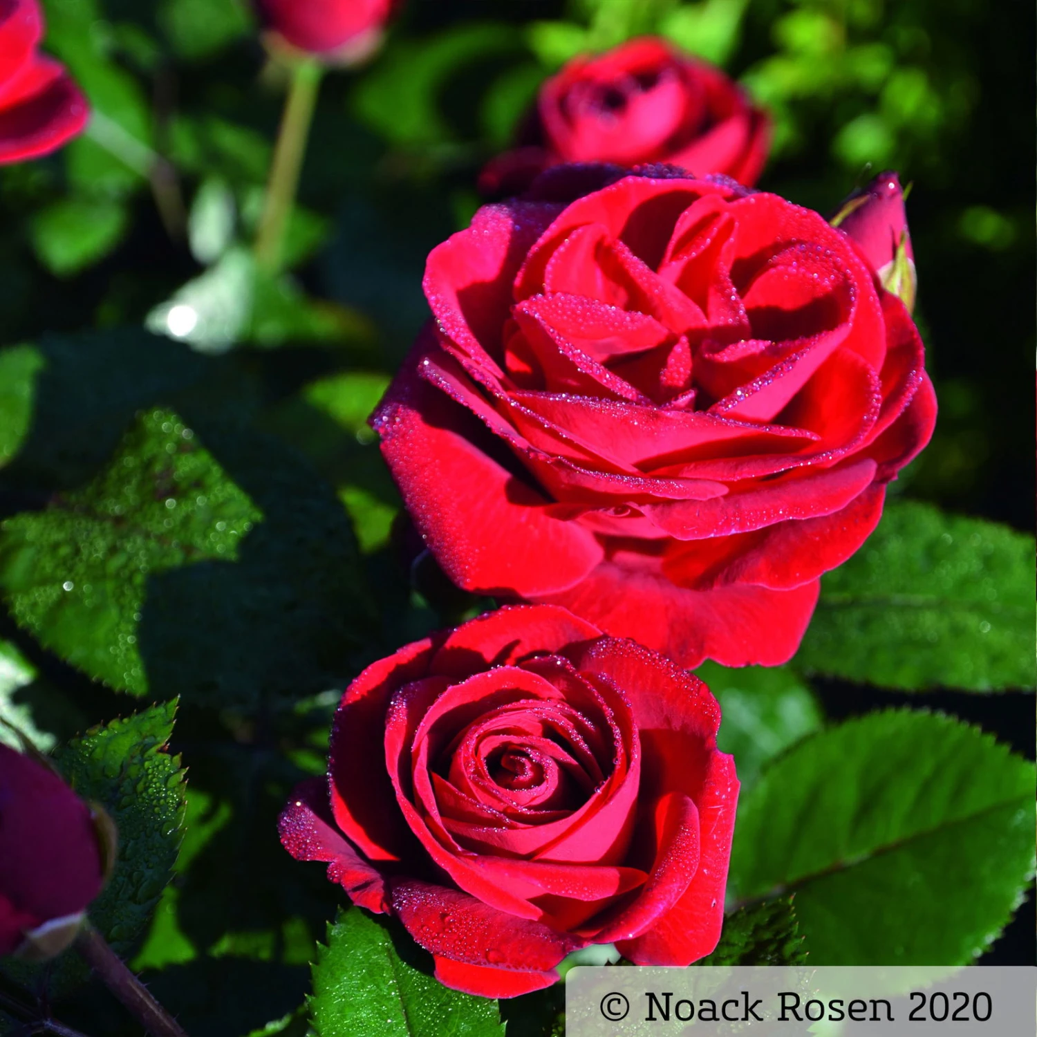 Beetrose 'Kompass'®, Rot, Topf 6 Liter - Image 4