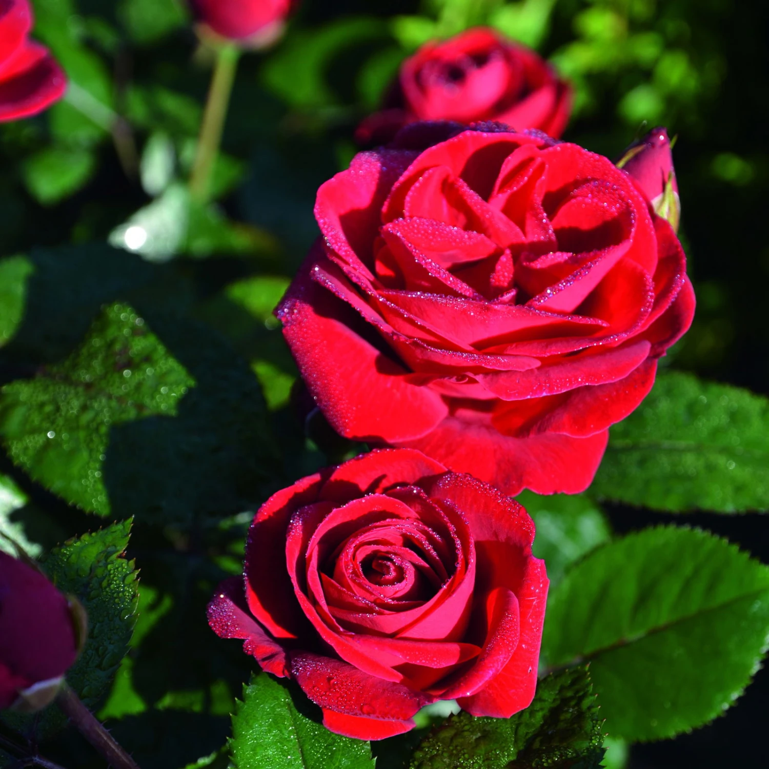 Beetrose 'Kompass'®, Rot, Topf 6 Liter - Image 5