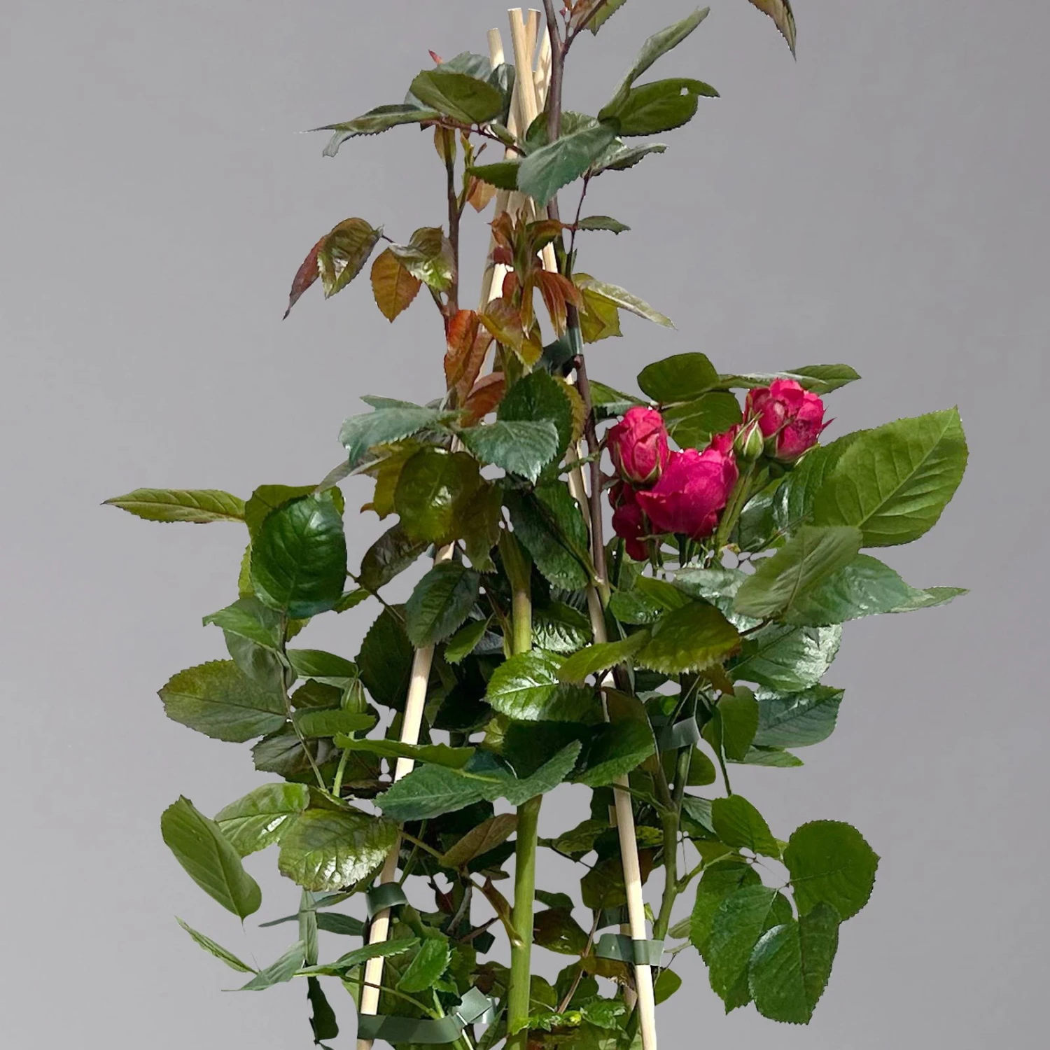 Beetrose 'Kompass'®, Rot, Topf 6 Liter - Image 3