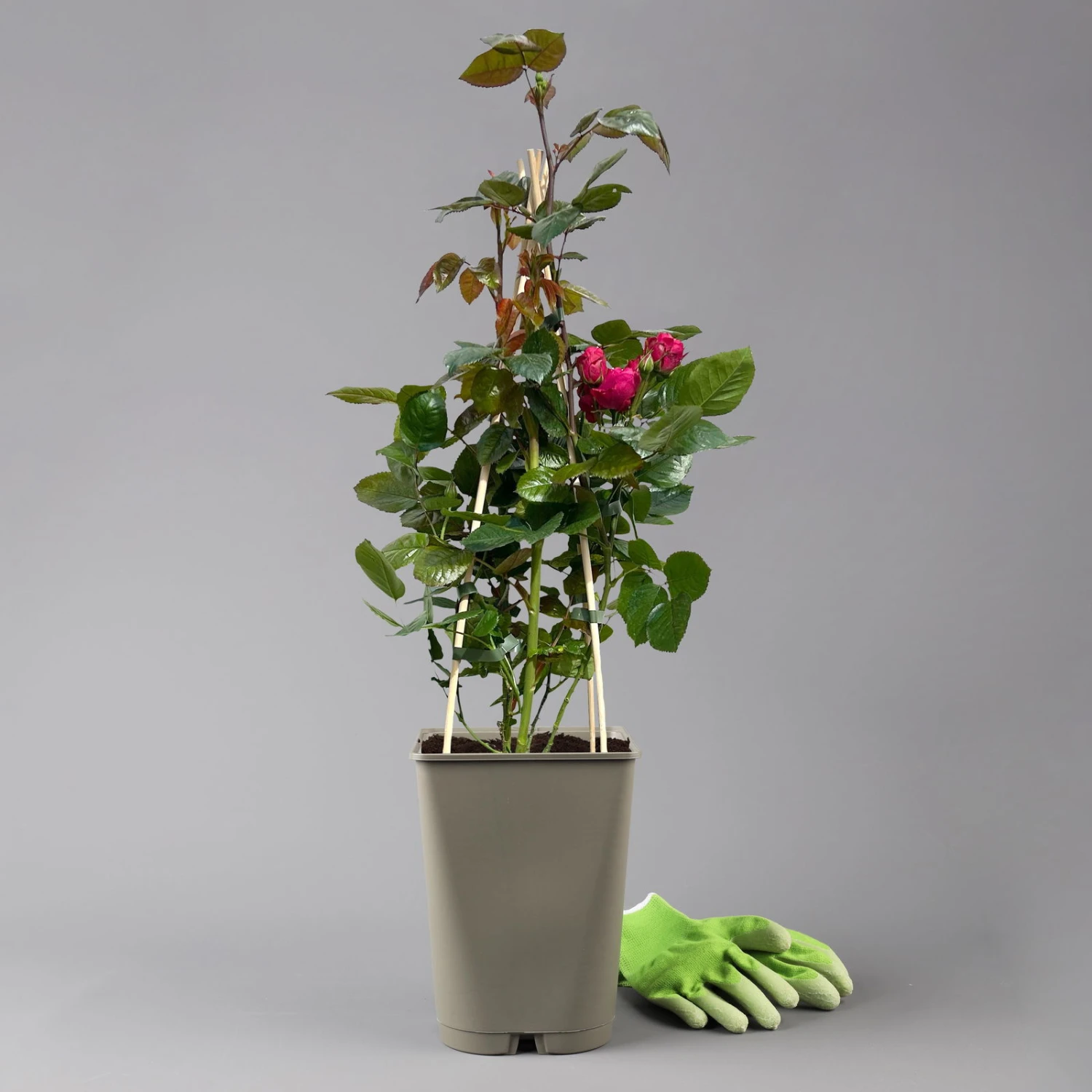 Beetrose 'Kompass'®, Rot, Topf 6 Liter