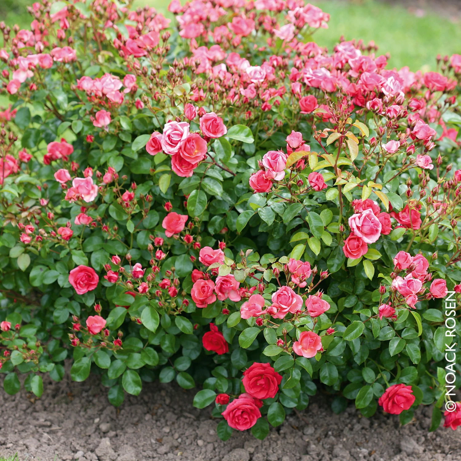 Bodendeckerrose 'Lichtblick®', Lachsrosa, Topf 3 Liter - Image 2