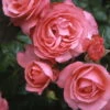 Kletterrose 'Rosanna®', Lachsrosa, Topf 6 Liter