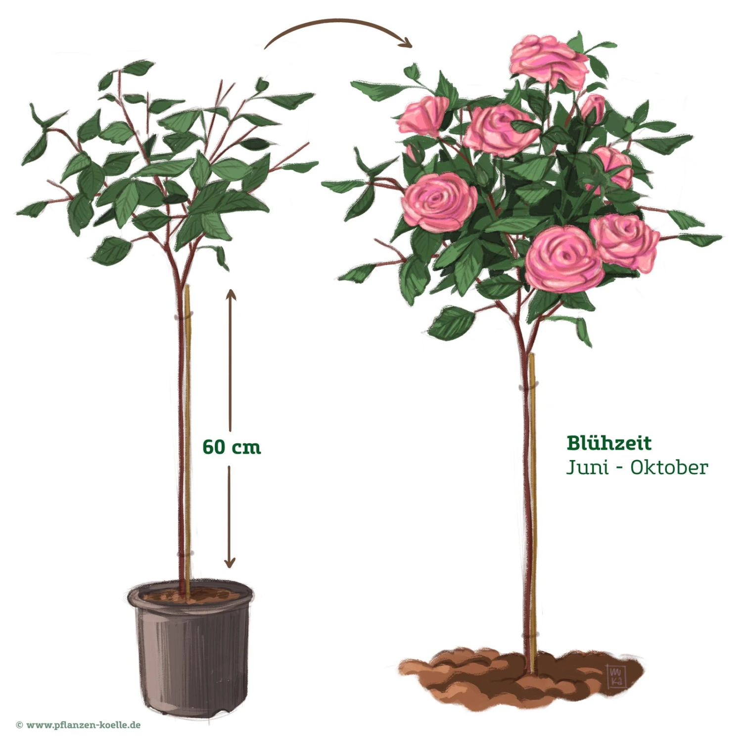 Stammrose 'Comeback'®, Edelrose, Stammhöhe 60cm Im 7,5 Liter Topf - Image 2
