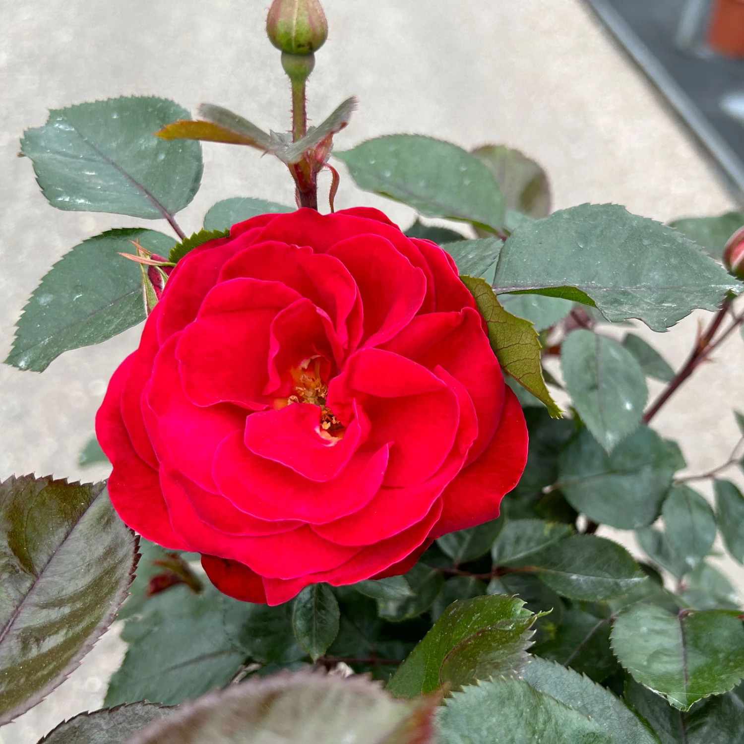 Stammrose 'Kompass'®, Beetrose, Rot, Stammhöhe 60 Cm Im 7,5 Liter Topf - Image 5