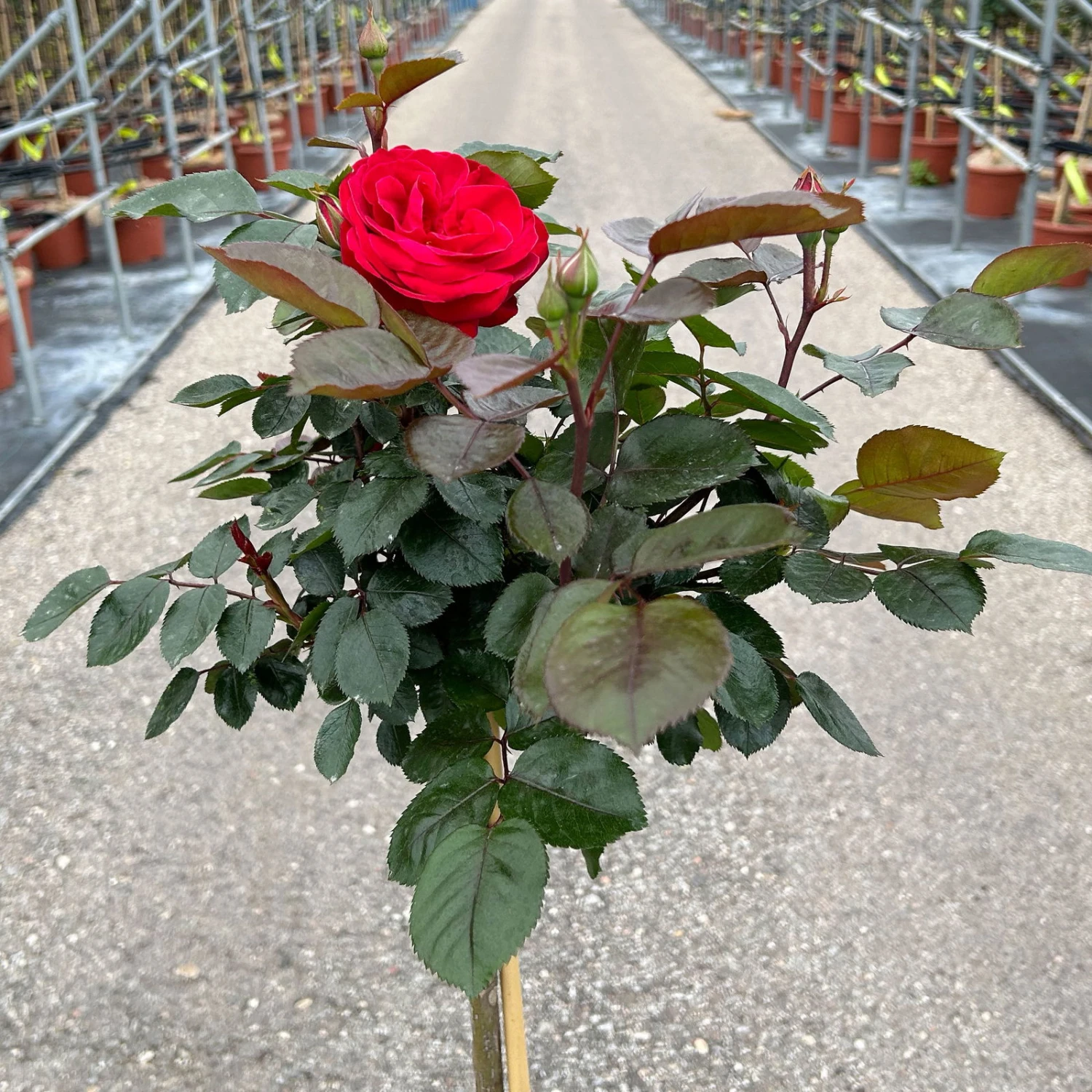 Stammrose 'Kompass'®, Beetrose, Rot, Stammhöhe 60 Cm Im 7,5 Liter Topf - Image 6