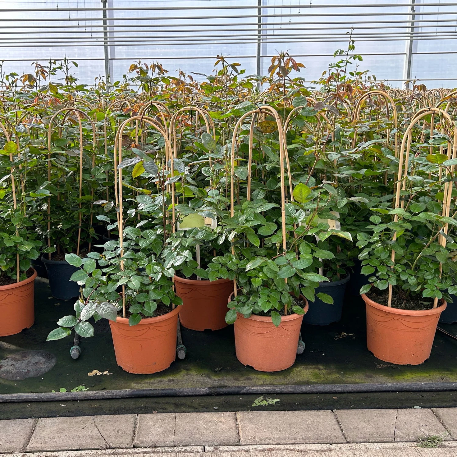 Beetrose 'Westpoint'®, Blutorange, Doppelbogen, Topf 10 Liter - Image 5