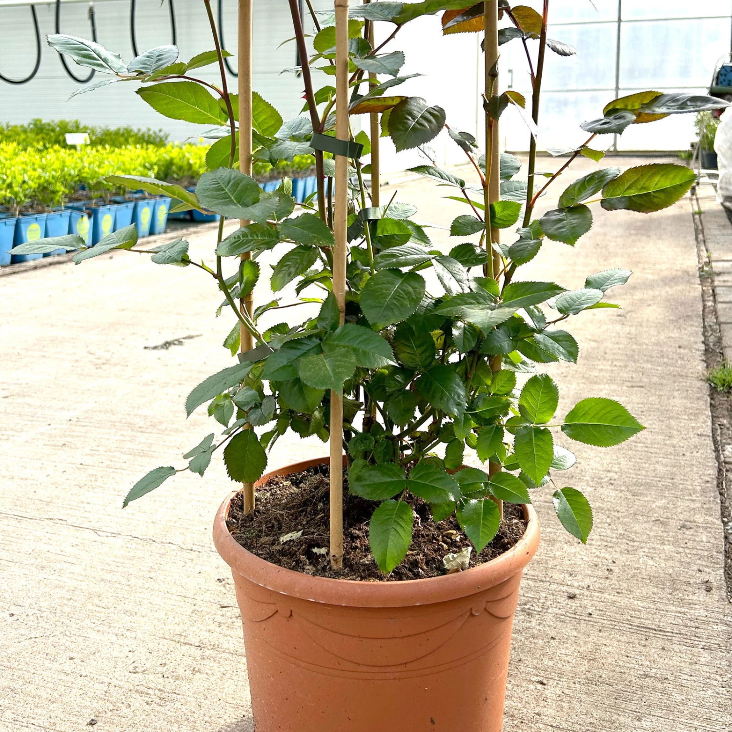 Beetrose 'Westpoint'®, Blutorange, Doppelbogen, Topf 10 Liter - Image 3