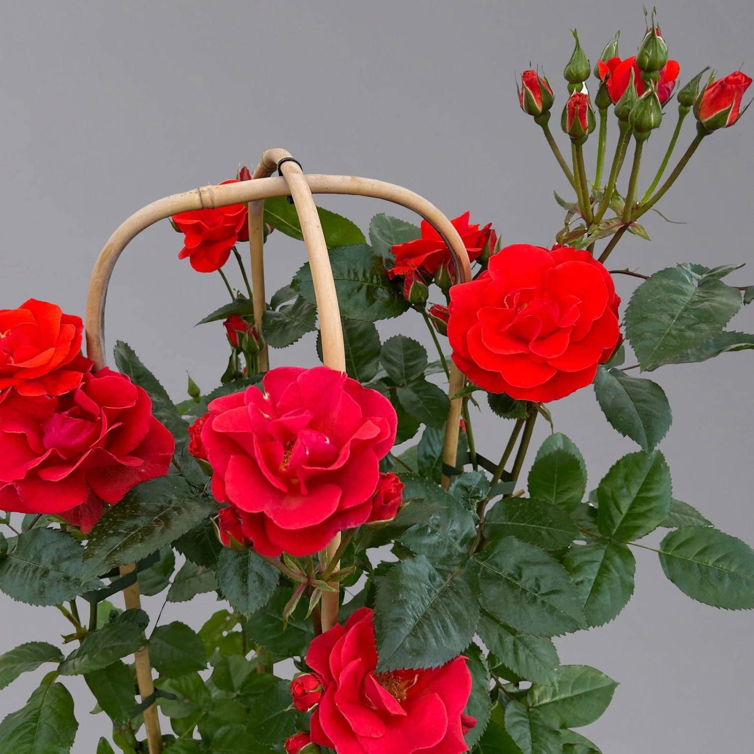 Beetrose 'Westpoint'®, Blutorange, Doppelbogen, Topf 10 Liter - Image 6