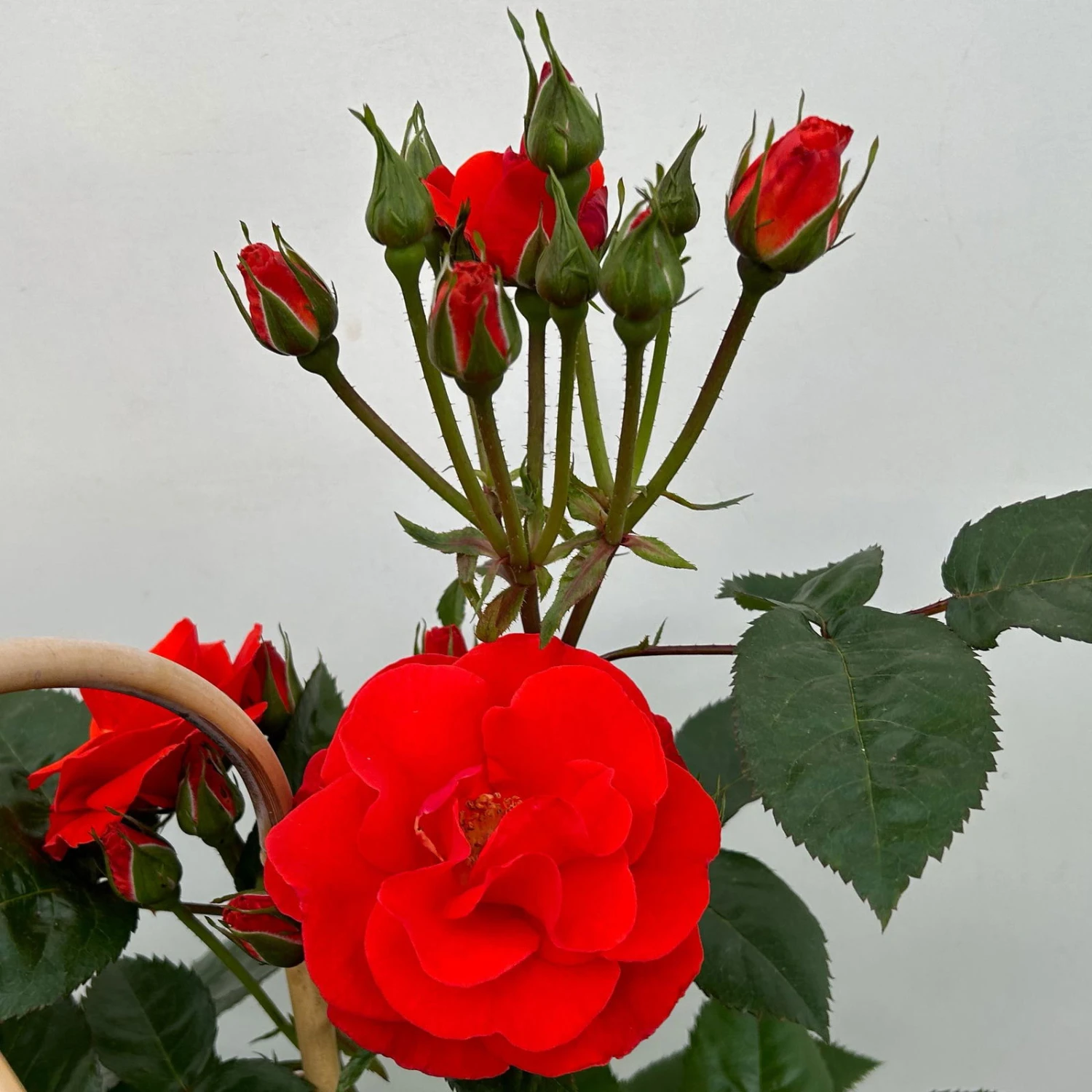 Beetrose 'Westpoint'®, Blutorange, Doppelbogen, Topf 10 Liter - Image 8