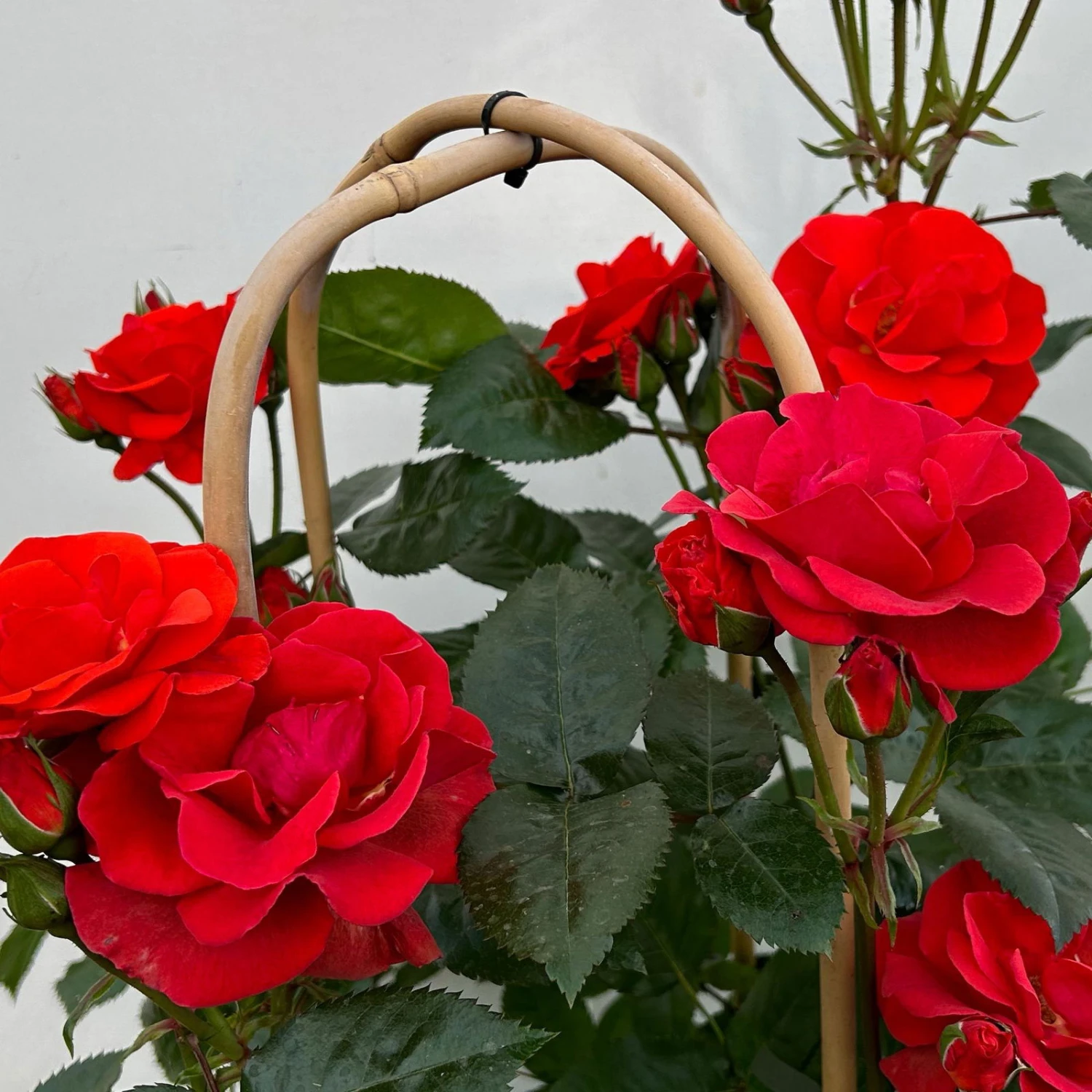 Beetrose 'Westpoint'®, Blutorange, Doppelbogen, Topf 10 Liter - Image 7