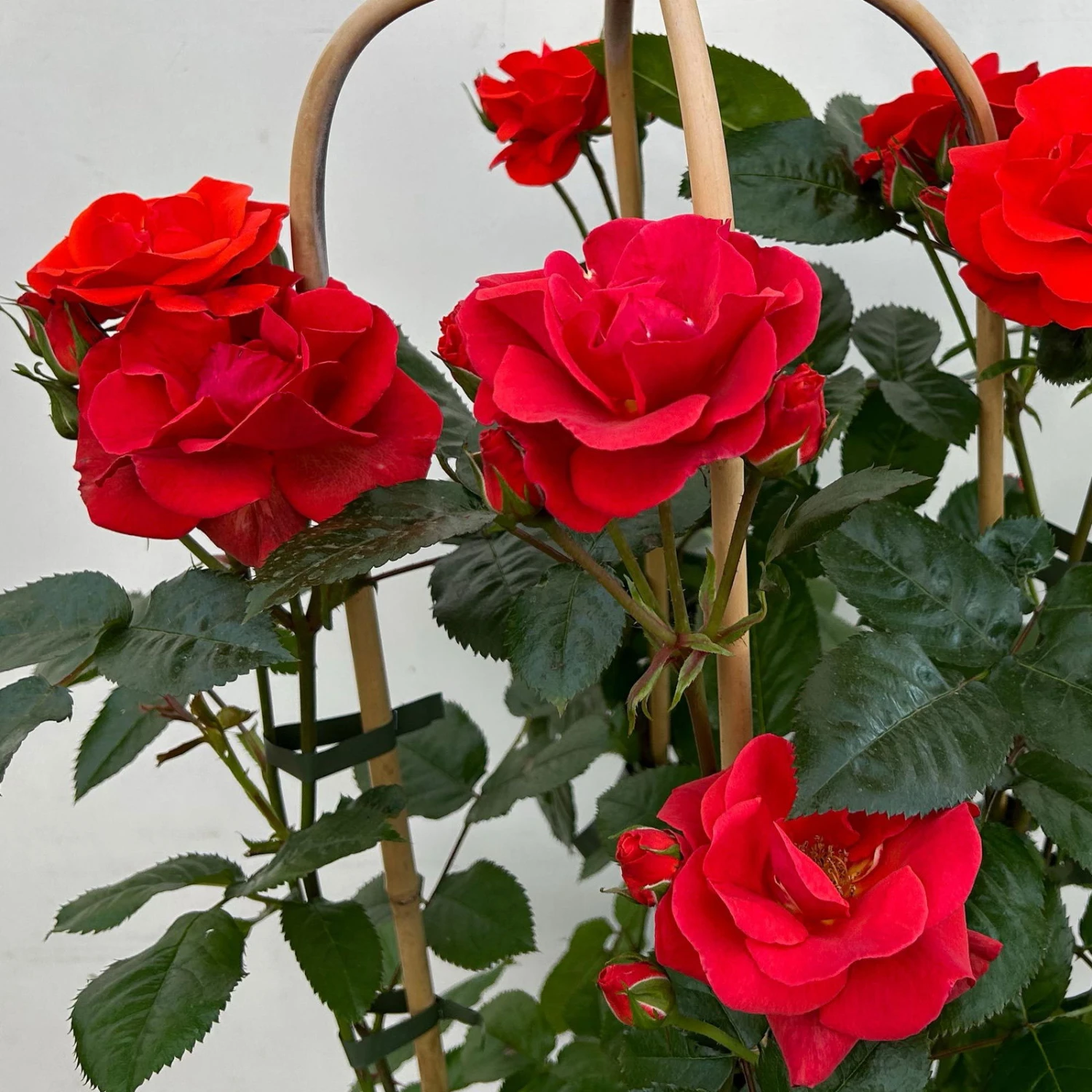 Beetrose 'Westpoint'®, Blutorange, Doppelbogen, Topf 10 Liter - Image 9