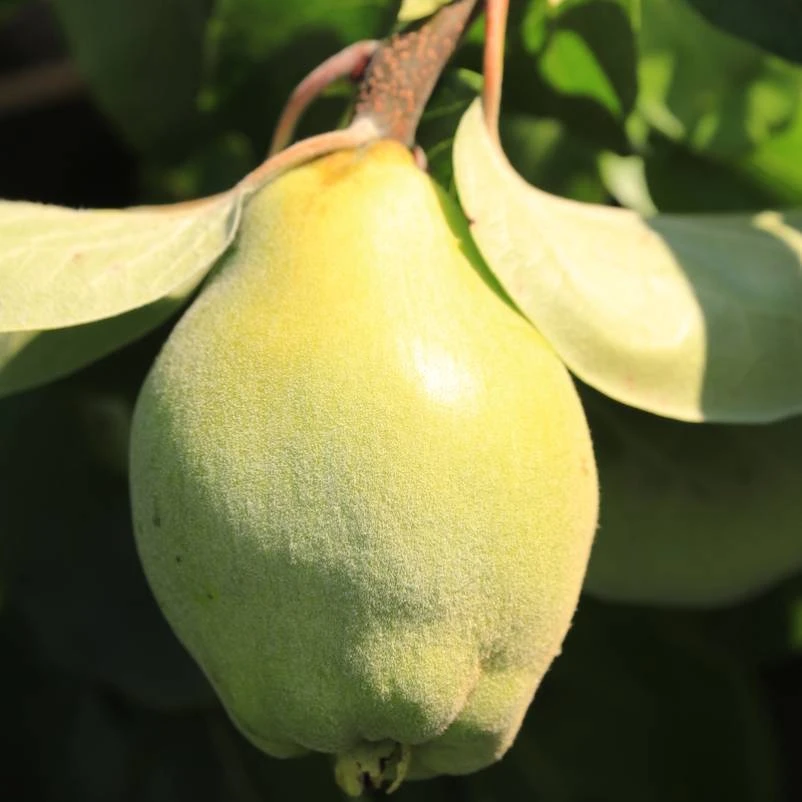 Bio Birnenquitte 'Cydora Robusta'â, Topf 10 Liter