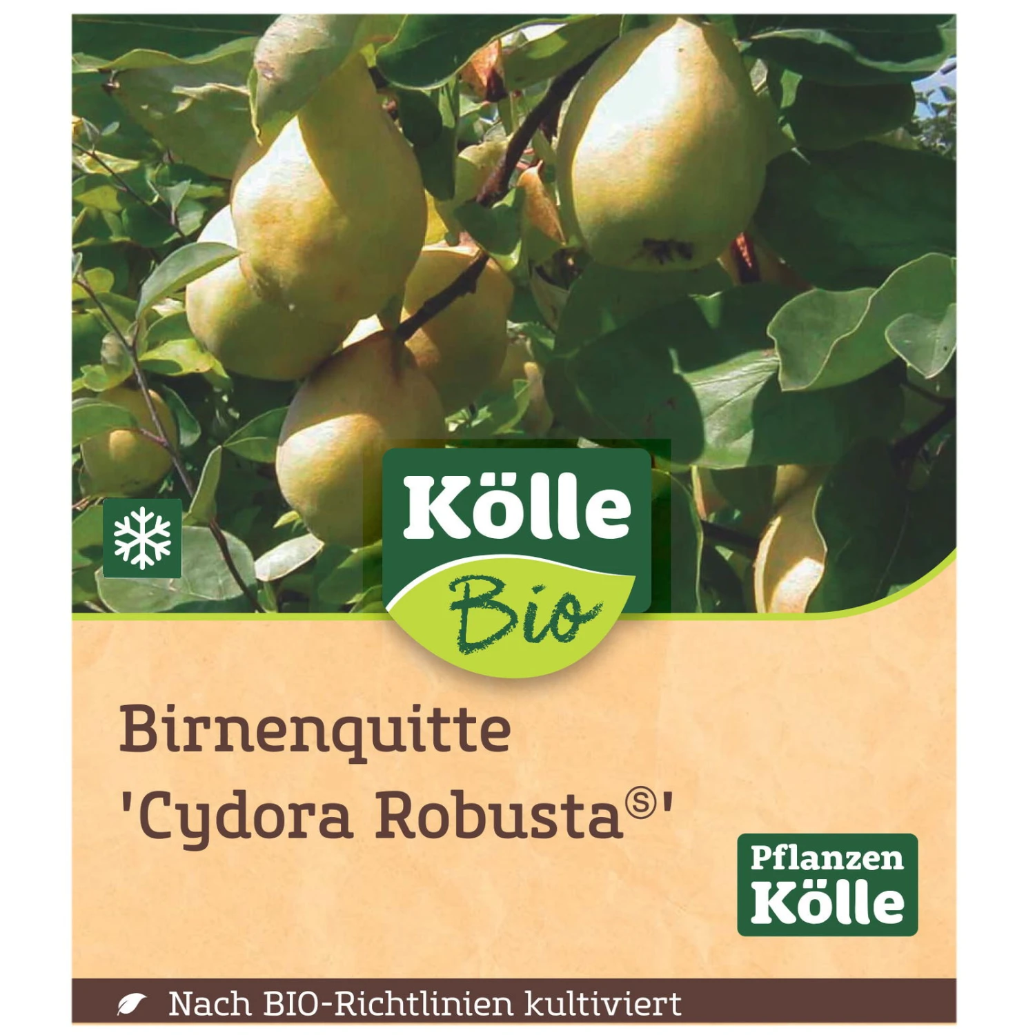 Bio Birnenquitte 'Cydora Robusta'â, Topf 10 Liter - Image 3