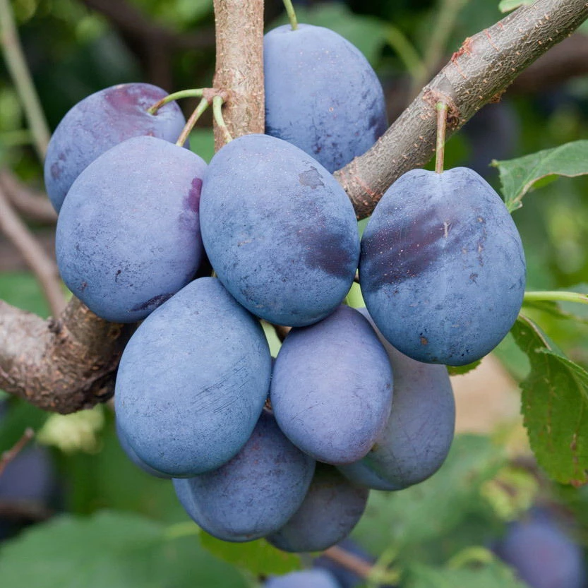 Kölle Bio Zwetschge 'Hanita'(s), Unterlage St.Julien, Im 10 Lt. Topf