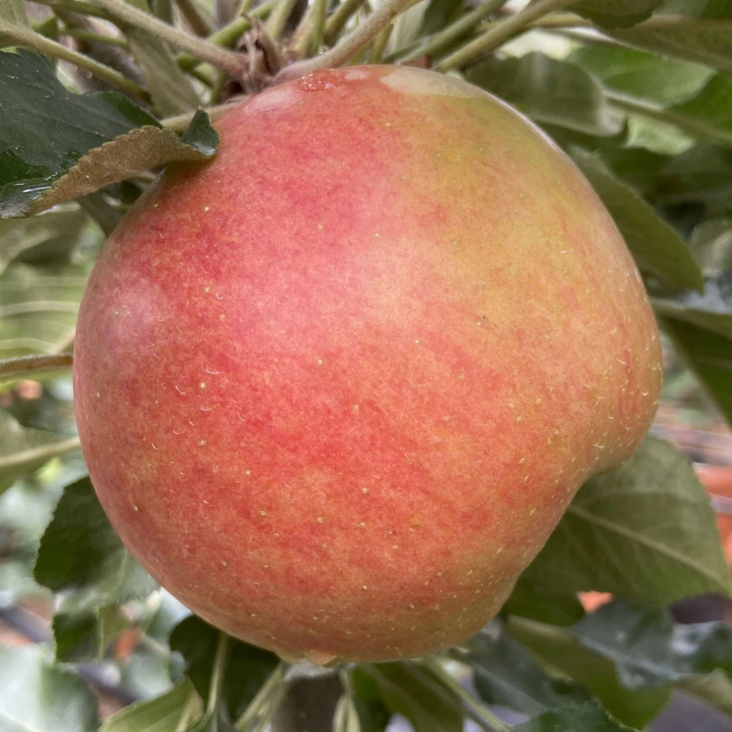 Kölle Bio Säulenapfel 'Rhapsodie'Ⓢ, Unterlage MM 111, Topf 10 Liter - Image 4