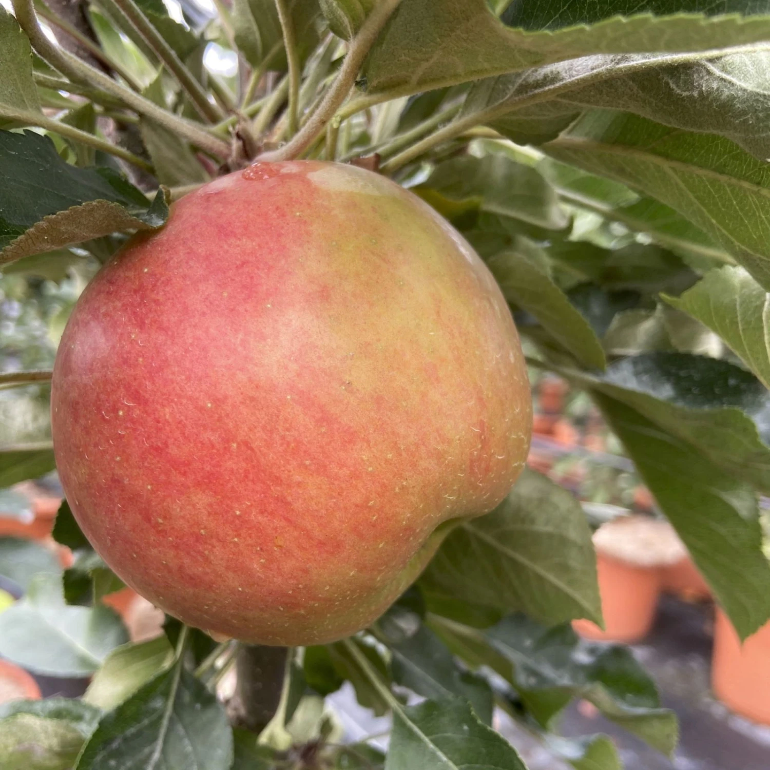 Kölle Bio Säulenapfel 'Rhapsodie'Ⓢ, Unterlage MM 111, Topf 10 Liter - Image 3