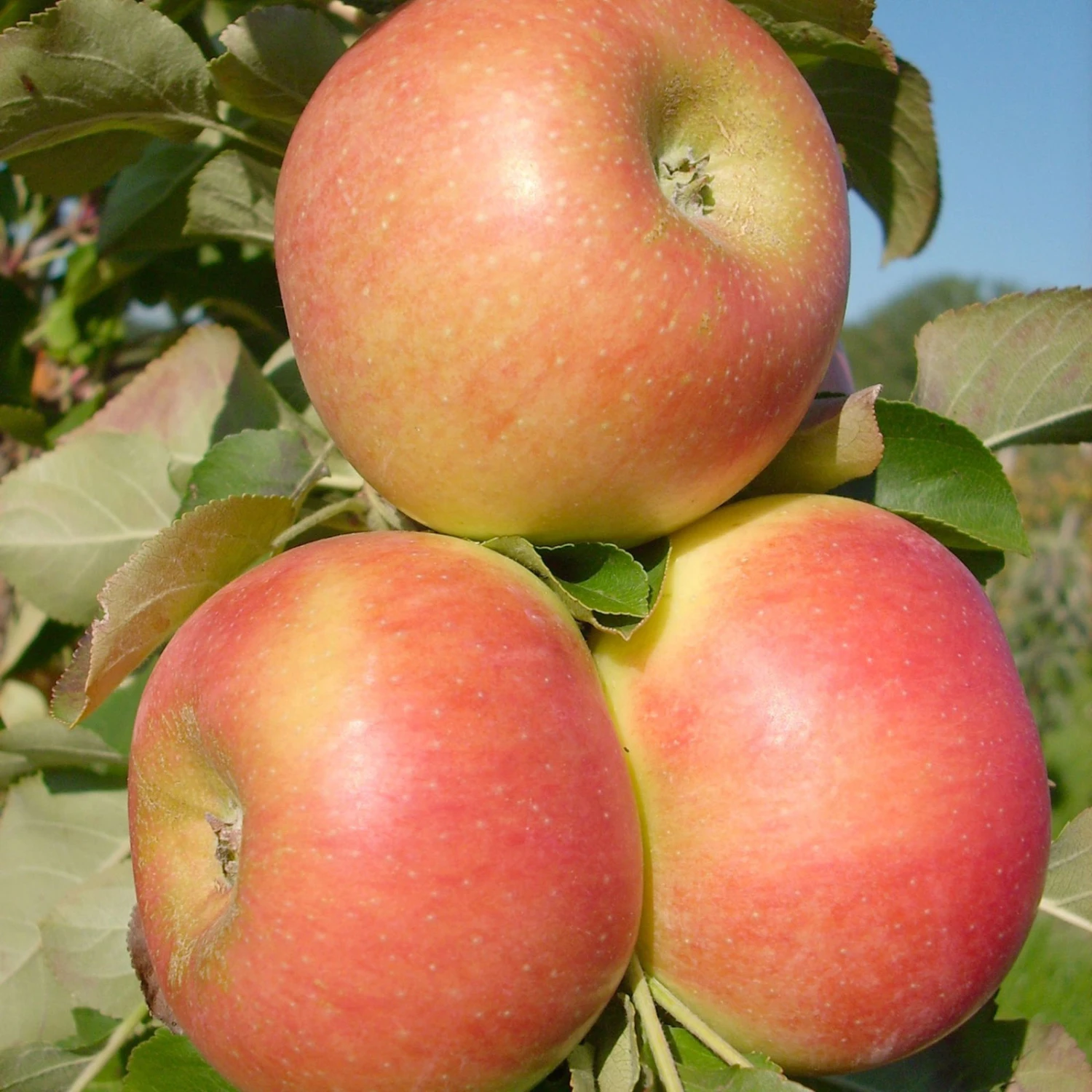 Kölle Bio Säulenapfel 'Rhapsodie'Ⓢ, Unterlage MM 111, Topf 10 Liter - Image 2