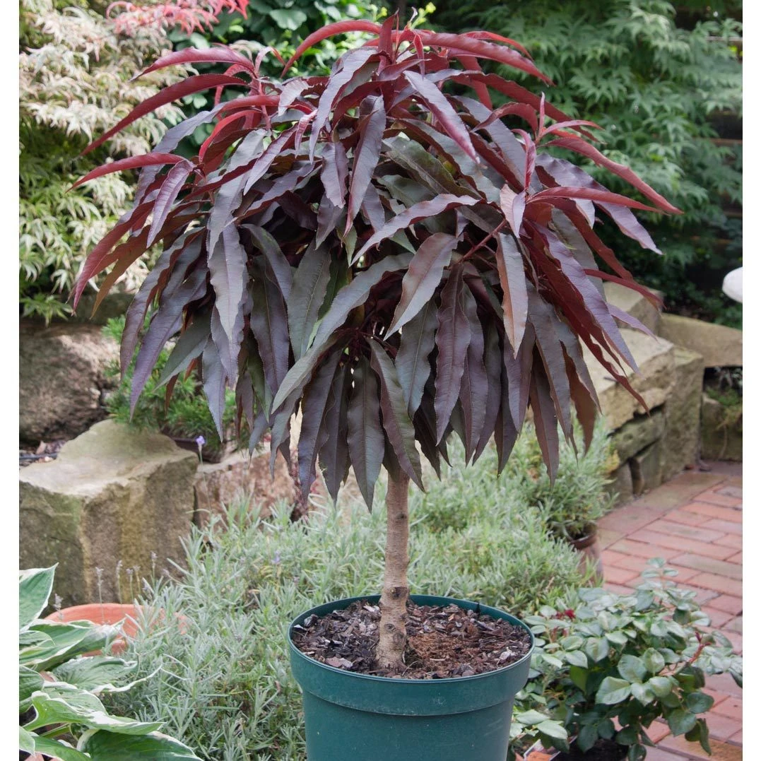 Kölle Bio Rotlaubiger Zwergpfirsich "Crimson® BonfireⓈ, Im 7,5 L Topf - Image 2