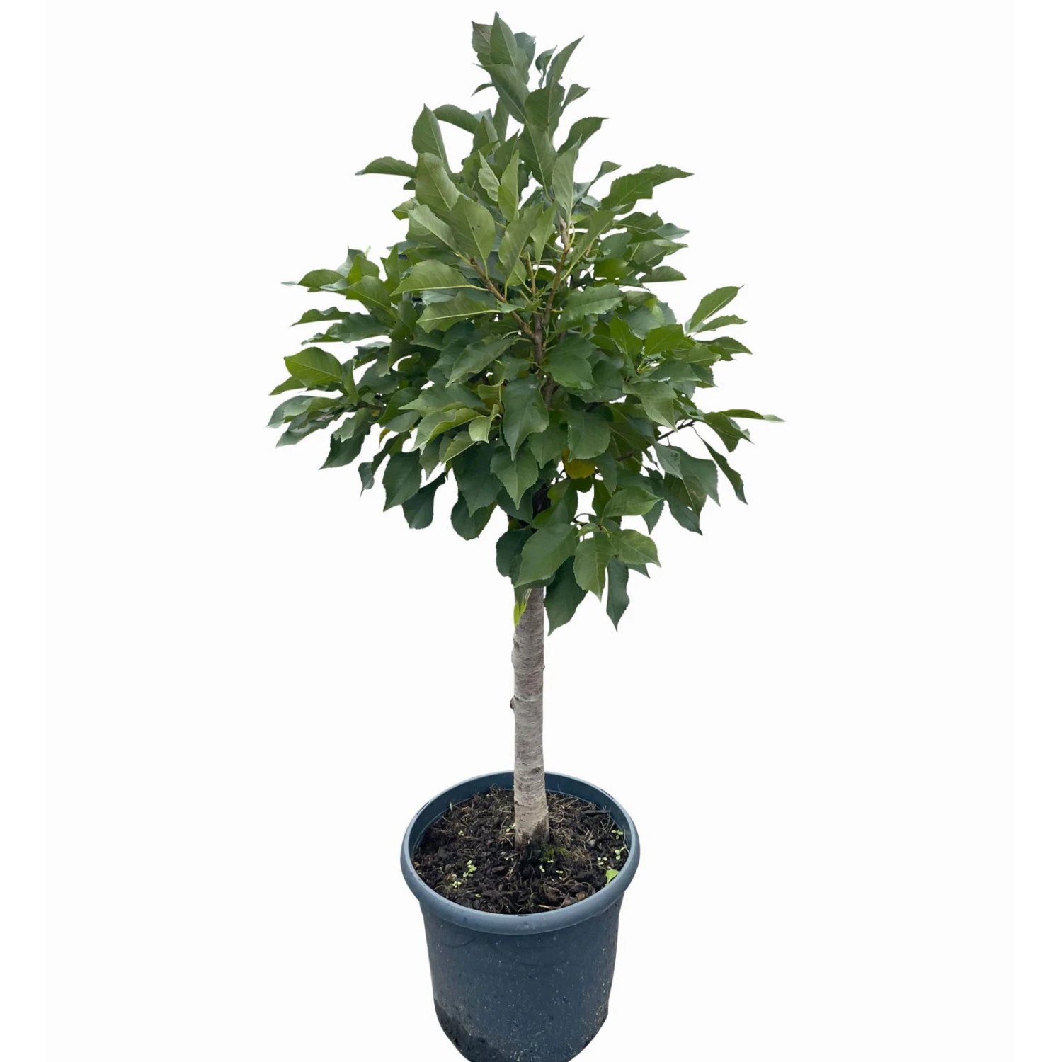 Kölle Bio Zwergsauerkirsche 'Cinderella®', Topf 7,5 Liter - Image 2