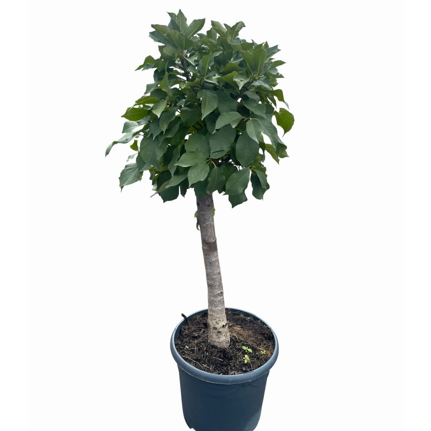 Kölle Bio Zwergsauerkirsche 'Cinderella®', Topf 7,5 Liter - Image 3