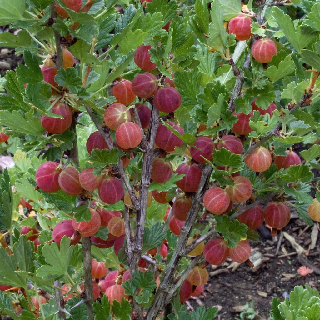 Naschgarten Beeren-Mix, 5er-Set, Höhe 35 Cm, Topf 2 Liter - Image 3