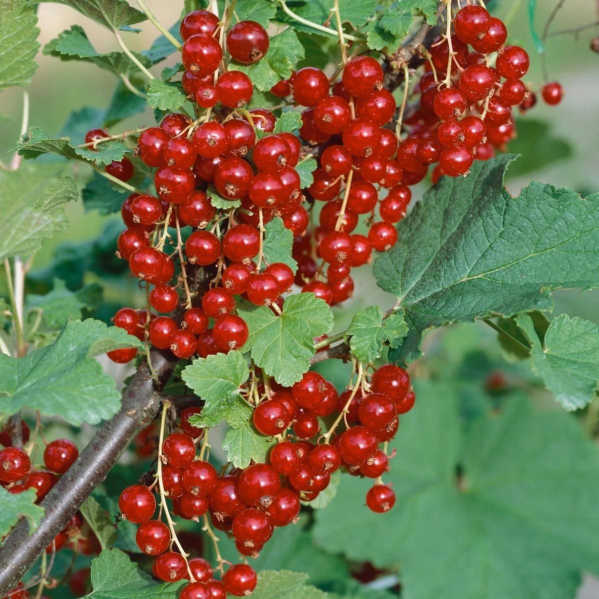 Naschgarten Beeren-Mix, 5er-Set, Höhe 35 Cm, Topf 2 Liter - Image 4