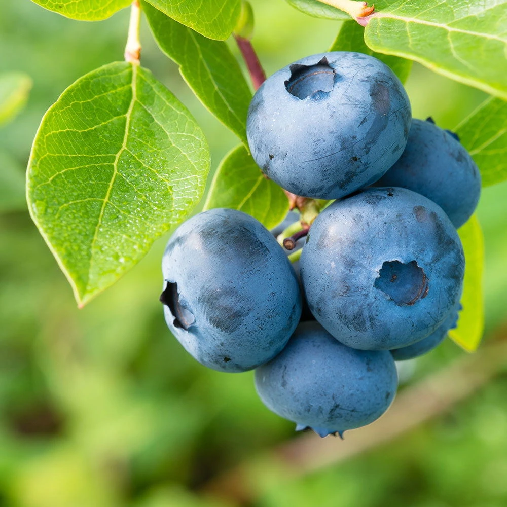 Heidelbeeren 'Klassiker', 4er-Set, Topf Je 2 Liter - Image 3