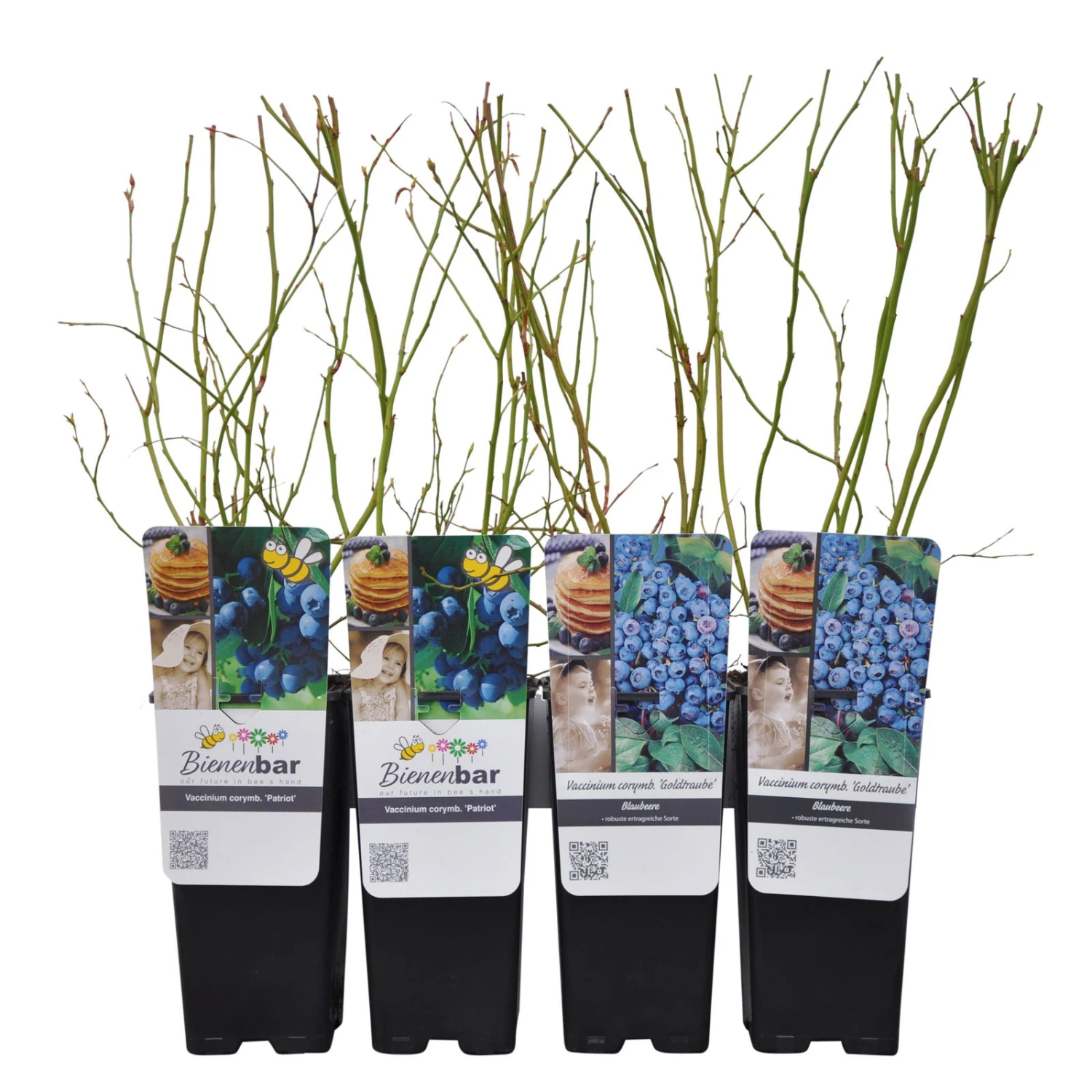 Heidelbeeren 'Klassiker', 4er-Set, Topf Je 2 Liter - Image 4