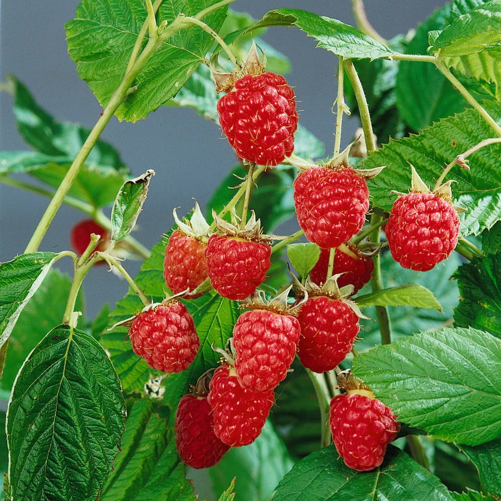 Herbsthimbeeren 'Heritage', 4er-Set, Topf Je 2 Liter