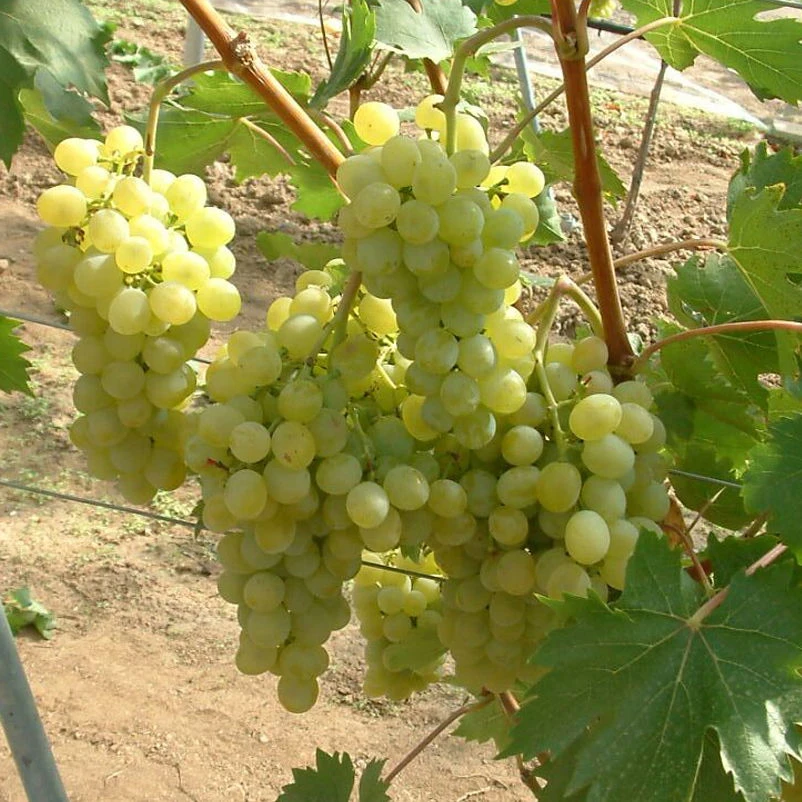 Tafeltraube 'Fanny®'