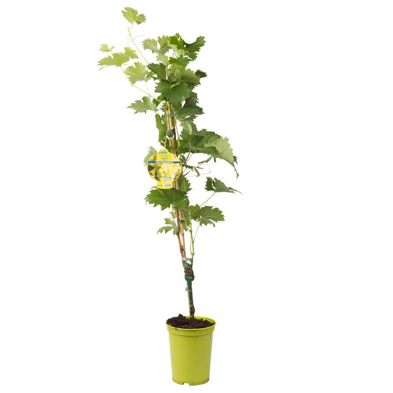 Tafeltraube 'Fanny®' - Image 2