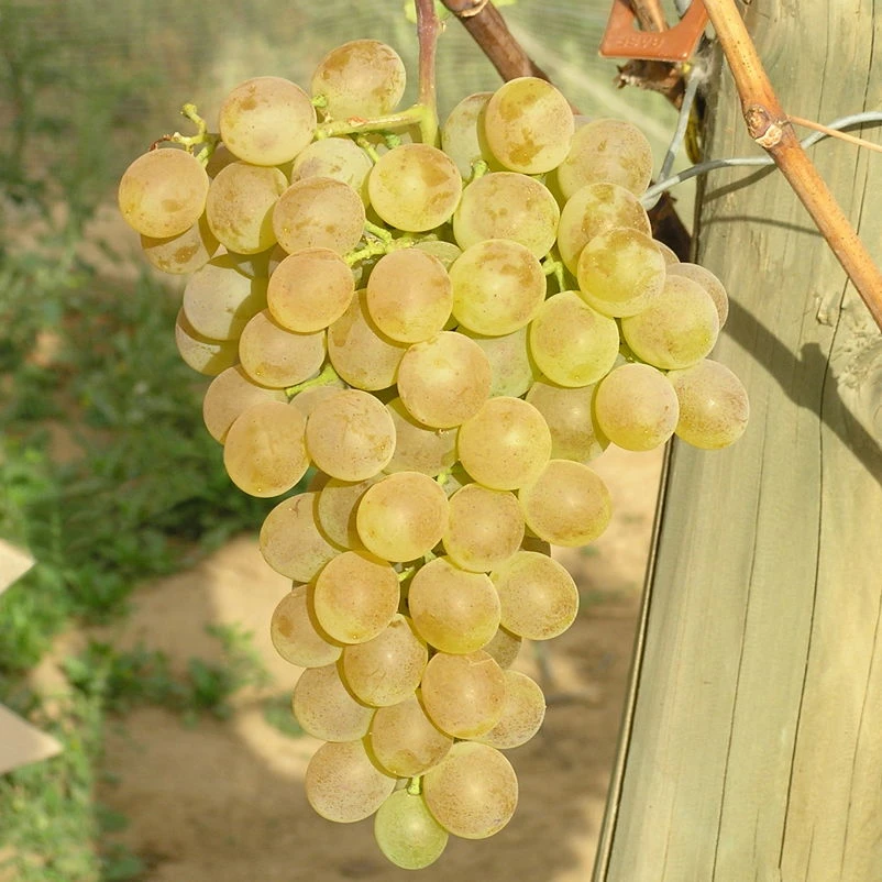 Tafeltraube 'Fanny®' - Image 3