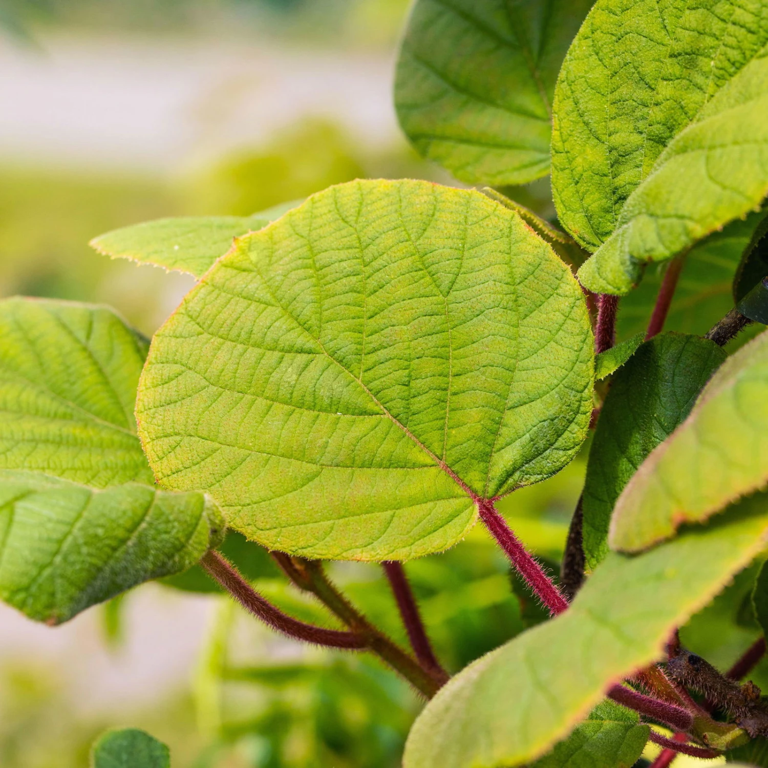 Grünfruchtige Kiwi 'Hayward', 2er-Set, Topf 15 Cm Ø - Image 5