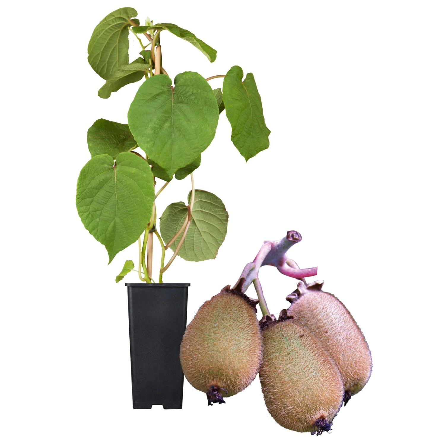 Grünfruchtige Kiwi 'Hayward', 2er-Set, Topf 15 Cm Ø - Image 3