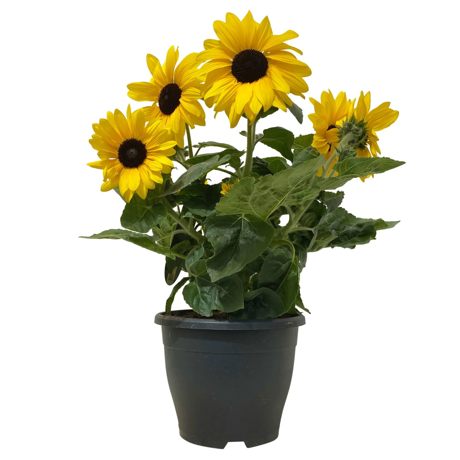 Sonnenblume 'Sunfinity'® Gelb, Topf-Ø 23 Cm - Image 2