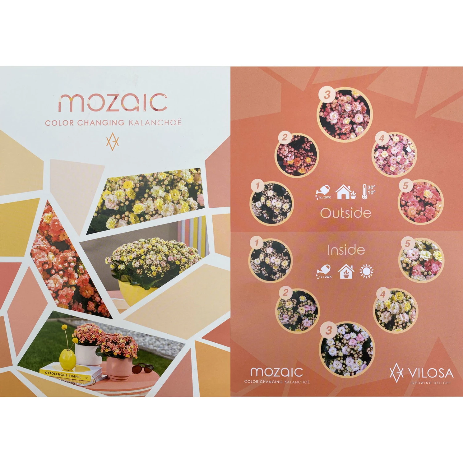 Kalanchoe 'Mozaic', Wechselfarbig, Topf-Ø 12 Cm, Höhe Ca. 22 Cm, 6er-Set - Image 6