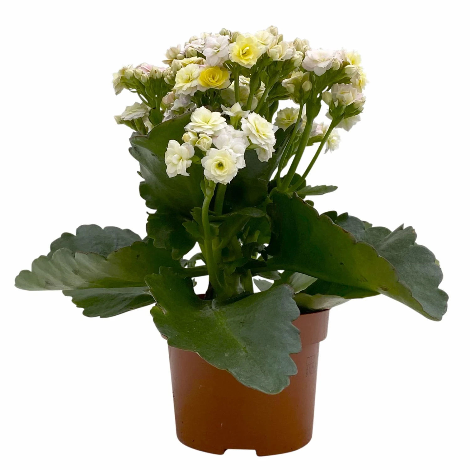 Kalanchoe 'Mozaic', Wechselfarbig, Topf-Ø 12 Cm, Höhe Ca. 22 Cm, 6er-Set - Image 3