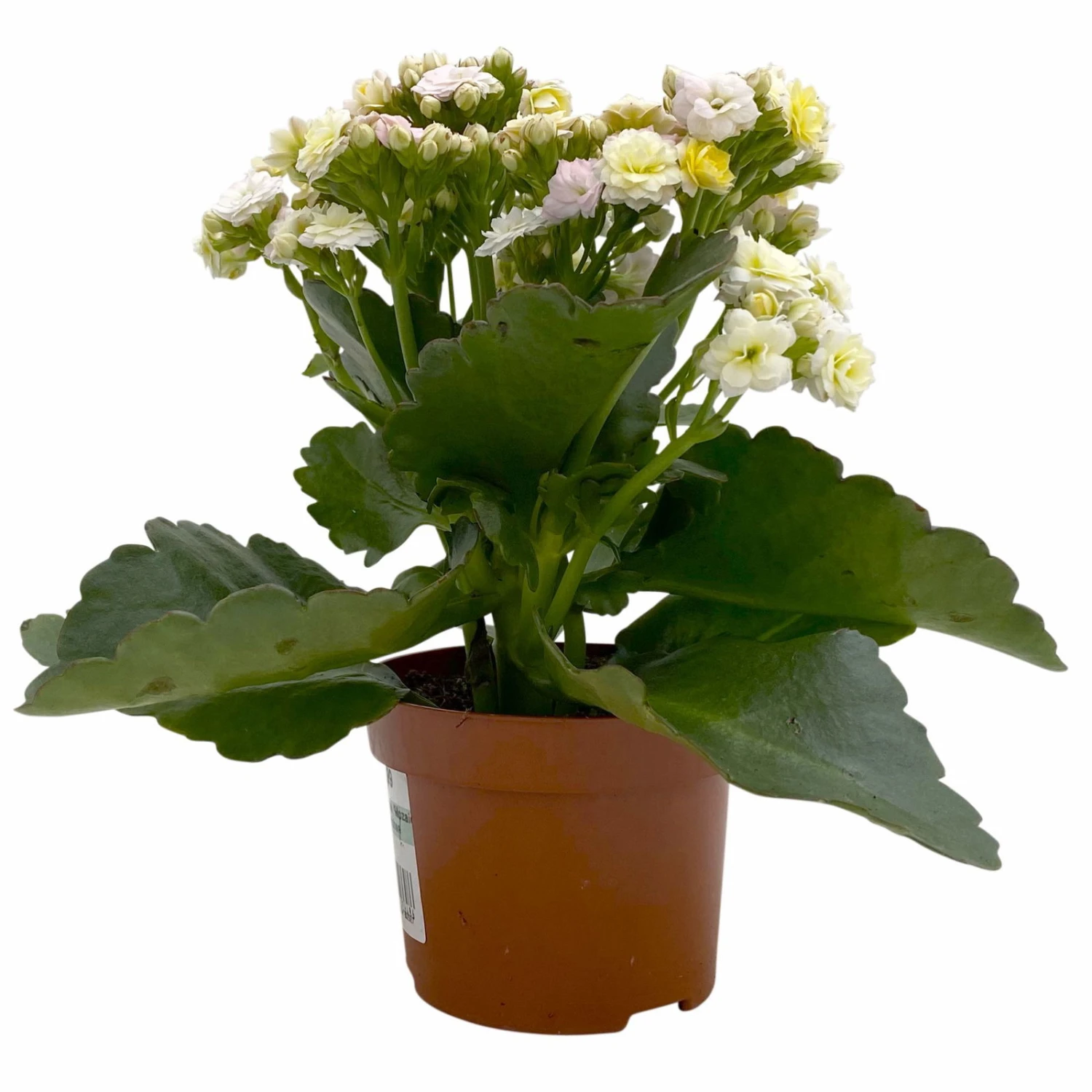 Kalanchoe 'Mozaic', Wechselfarbig, Topf-Ø 12 Cm, Höhe Ca. 22 Cm, 6er-Set - Image 4