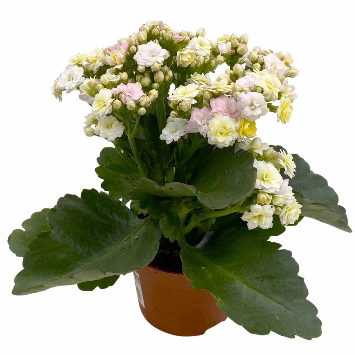 Kalanchoe 'Mozaic', Wechselfarbig, Topf-Ø 12 Cm, Höhe Ca. 22 Cm, 6er-Set - Image 2