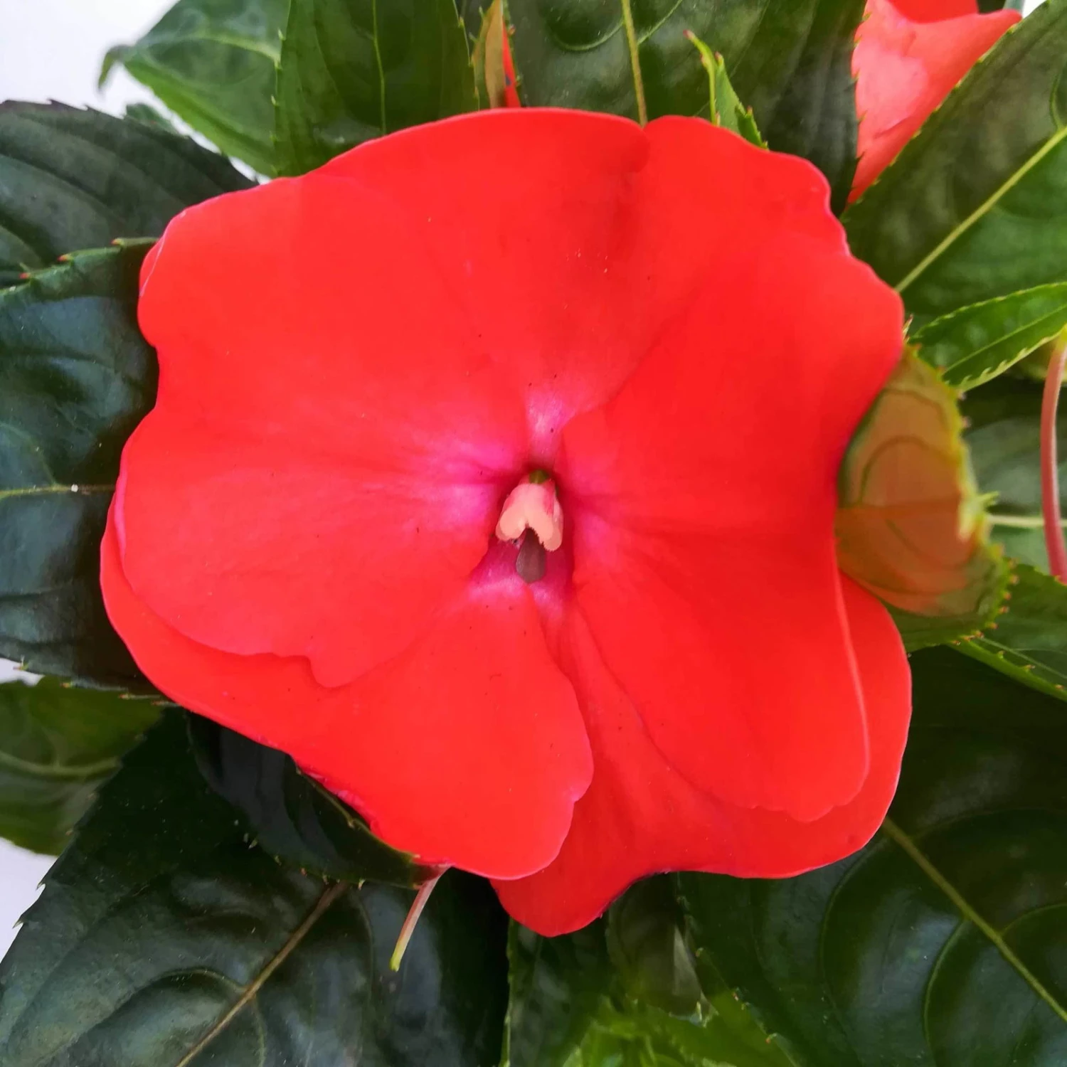 Edellieschen Orange/hellrot, Topf-Ø 12 Cm, 6er-Set - Image 2