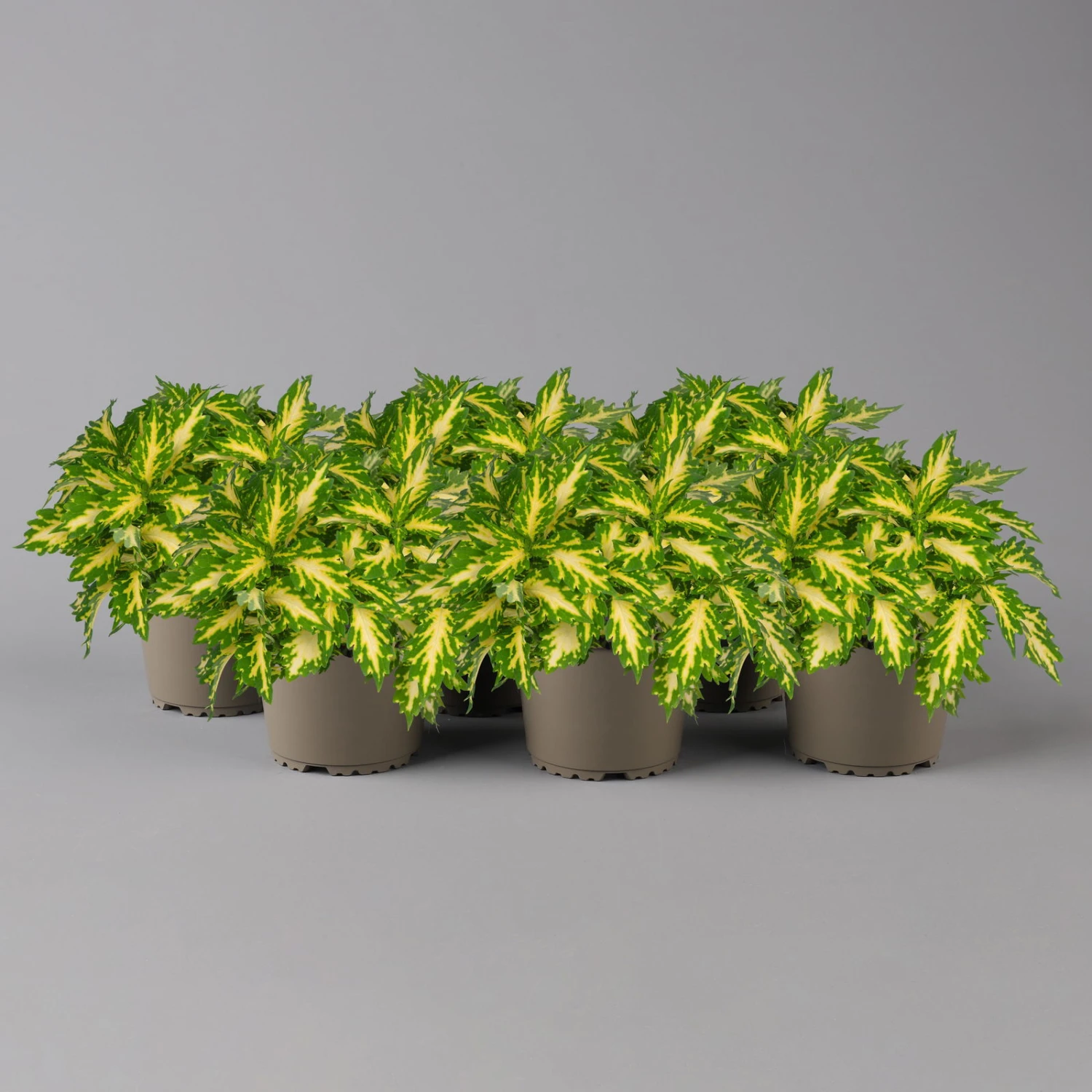 Buntnessel 'Palisade' Hellgrün-gelb, Topf -Ø 12 Cm, 6er-Set