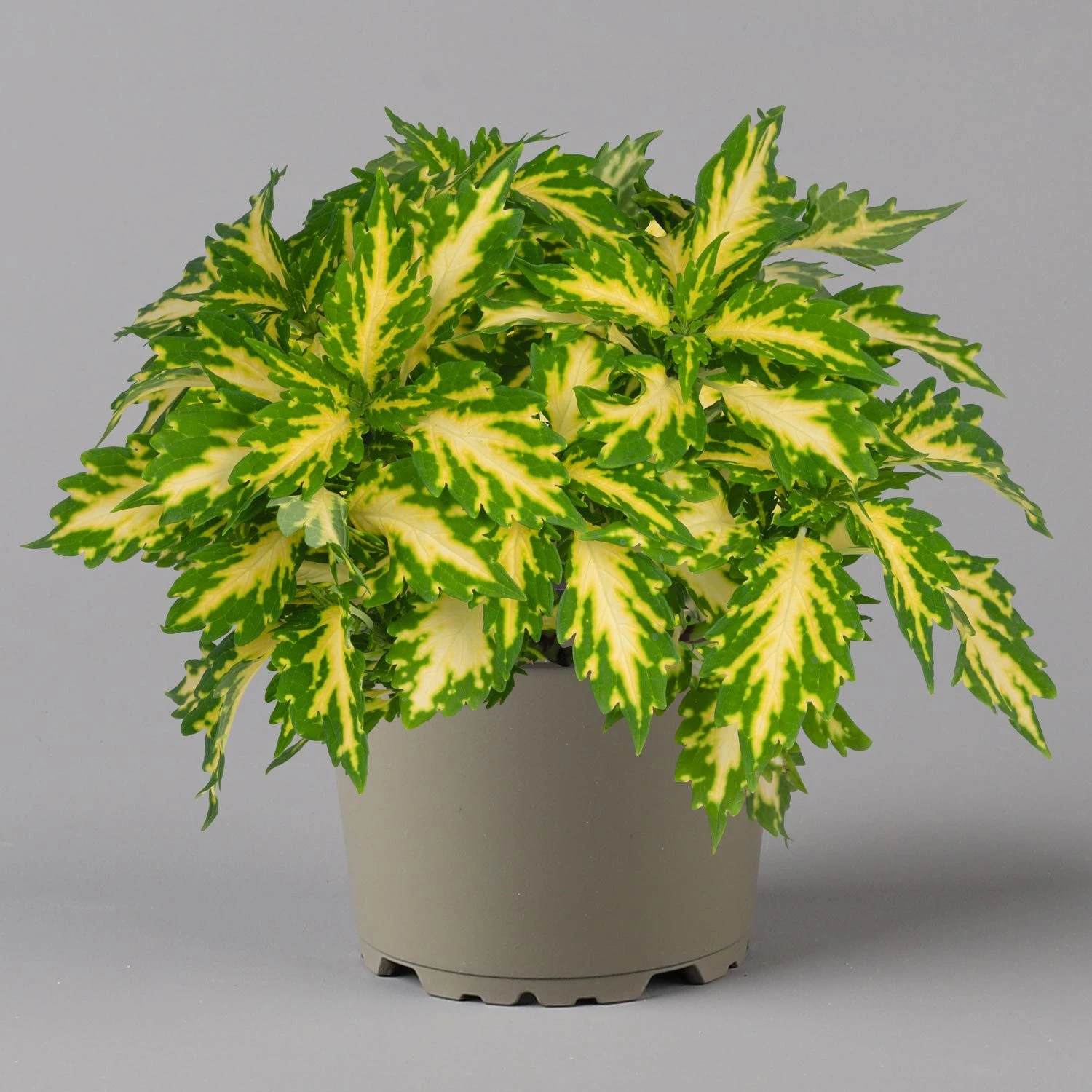 Buntnessel 'Palisade' Hellgrün-gelb, Topf -Ø 12 Cm, 6er-Set - Image 5