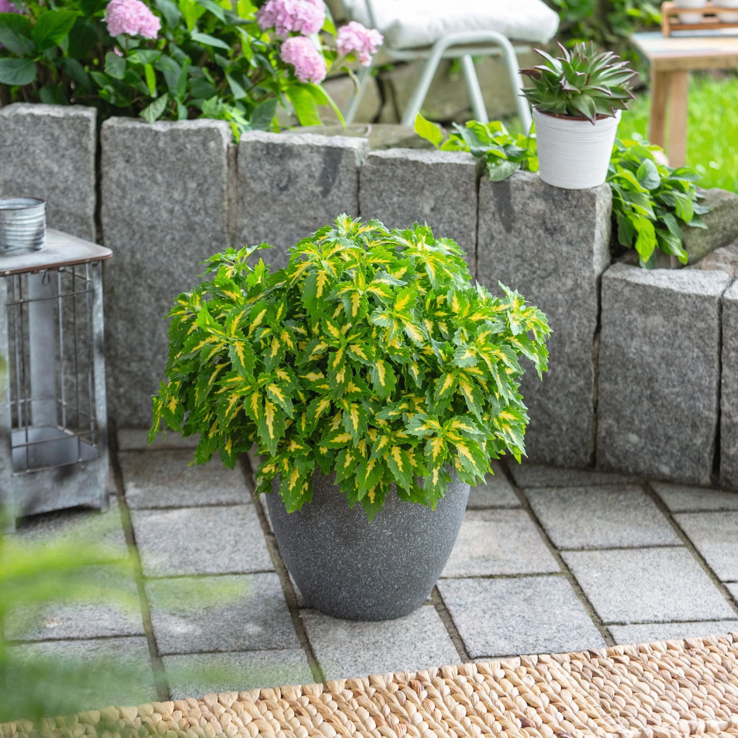 Buntnessel 'Palisade' Hellgrün-gelb, Topf -Ø 12 Cm, 6er-Set - Image 2