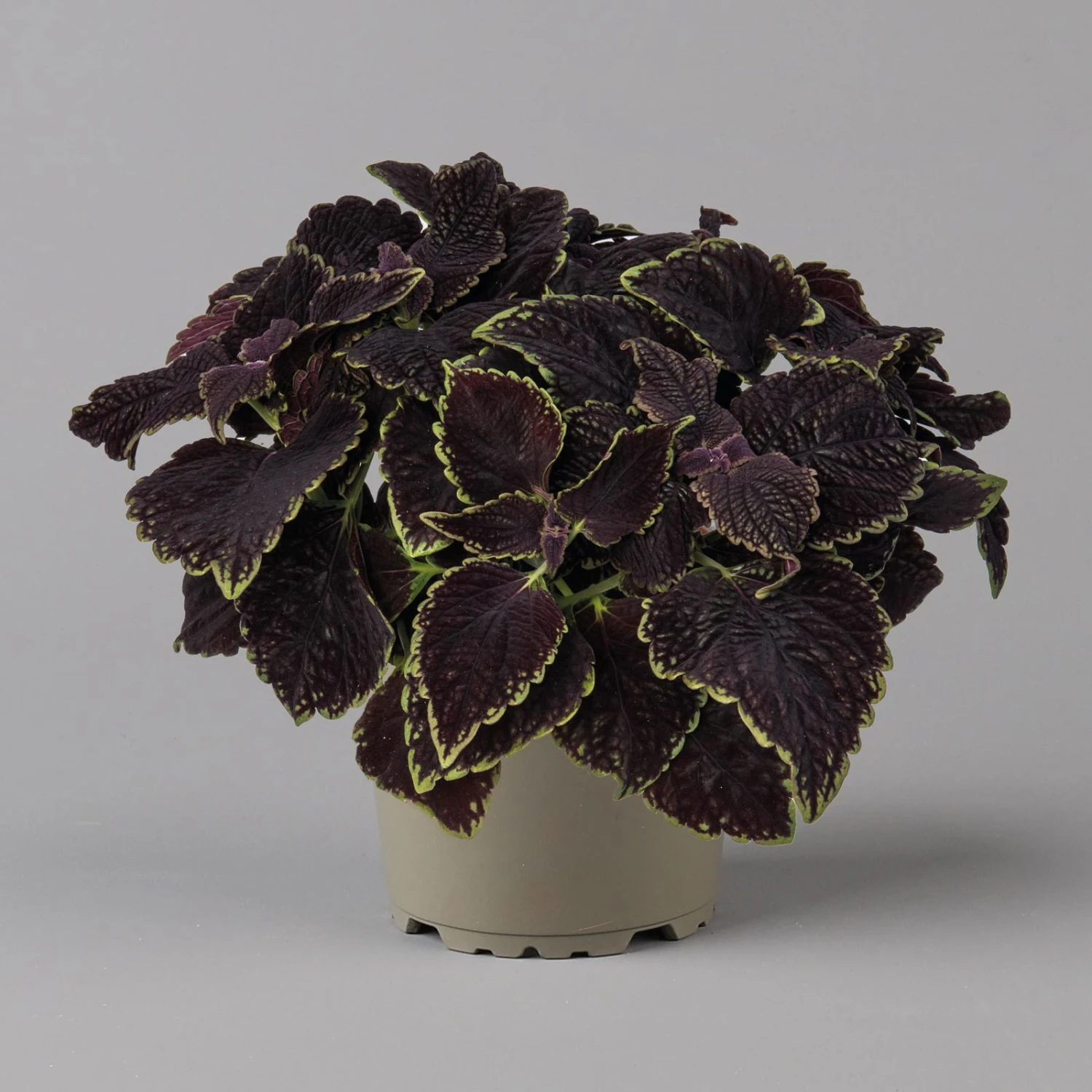 Buntnessel 'Abbey Road' Dunkelrot-grün, Topf-Ø 12 Cm, 6er-Set - Image 5